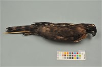 藏品(鳳頭蒼鷹)的圖片